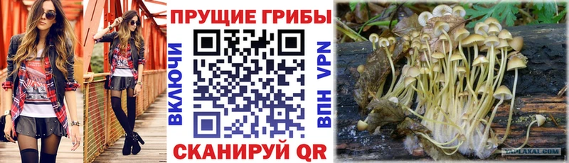 наркошоп  Весьегонск  Галлюциногенные грибы Psilocybine cubensis 